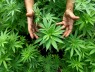 Cannabis : ce que proposent les partis politiques